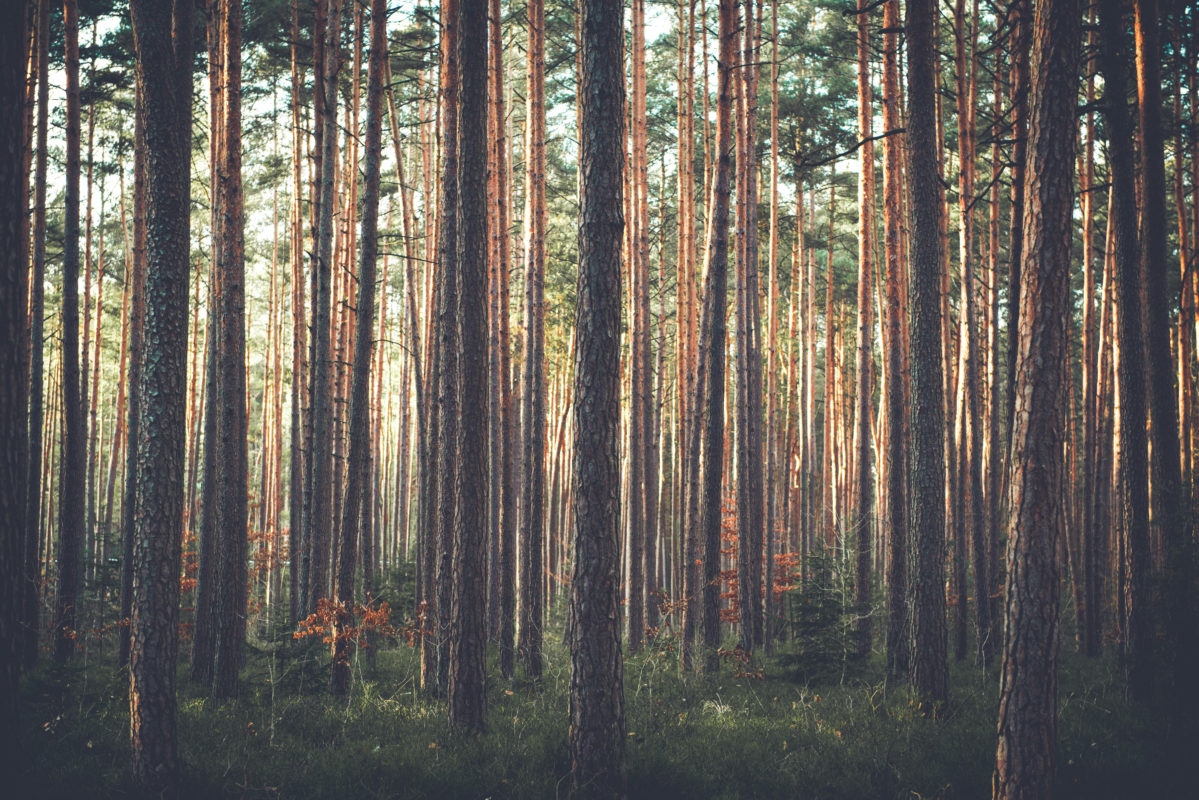 foret sebastien engler